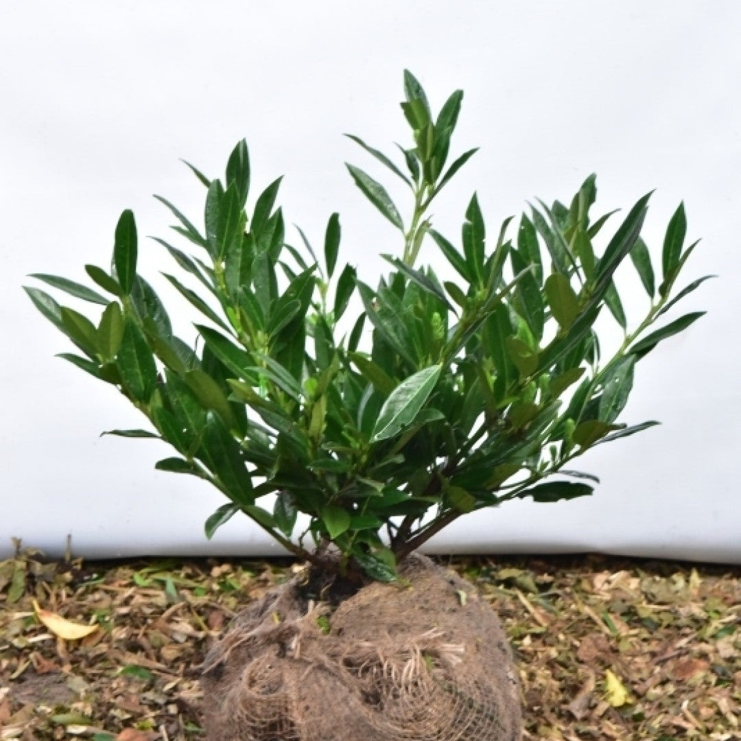 Prunus laurocerasus 'Otto Luyken'