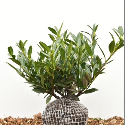 Prunus laurocerasus 'Otto Luyken'