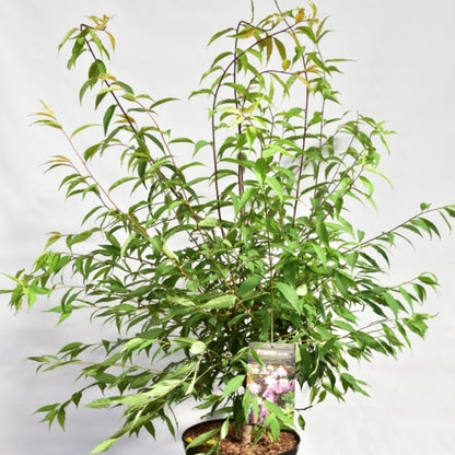 Prunus serrula