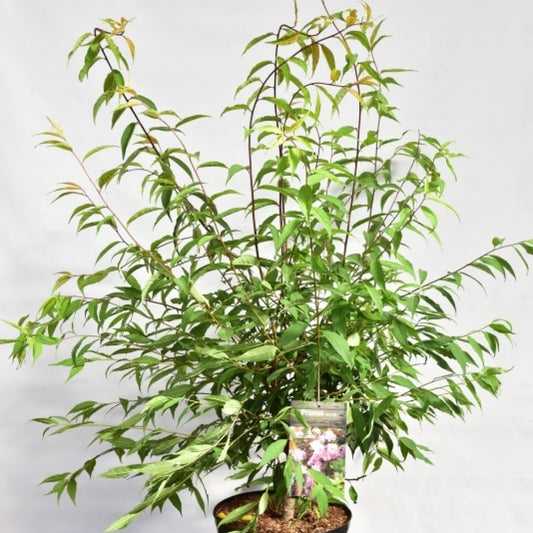Prunus serrula