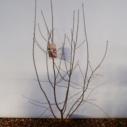 Prunus serrula