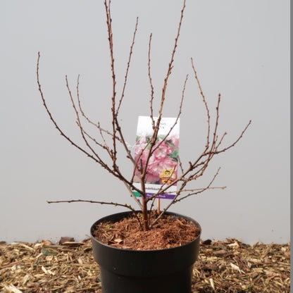 Prunus triloba