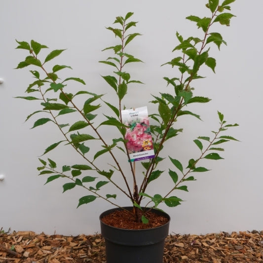 Prunus triloba