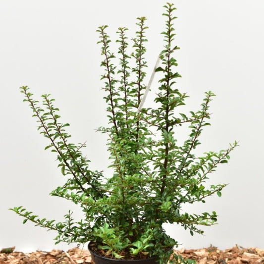 Pyracantha coccinea 'Teton'