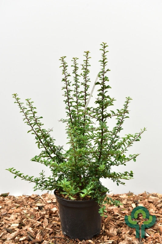 Pyracantha coccinea 'Teton'