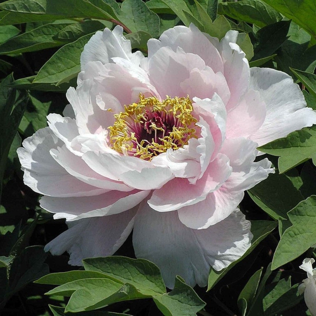 Paeonia suffruticosa in soorten