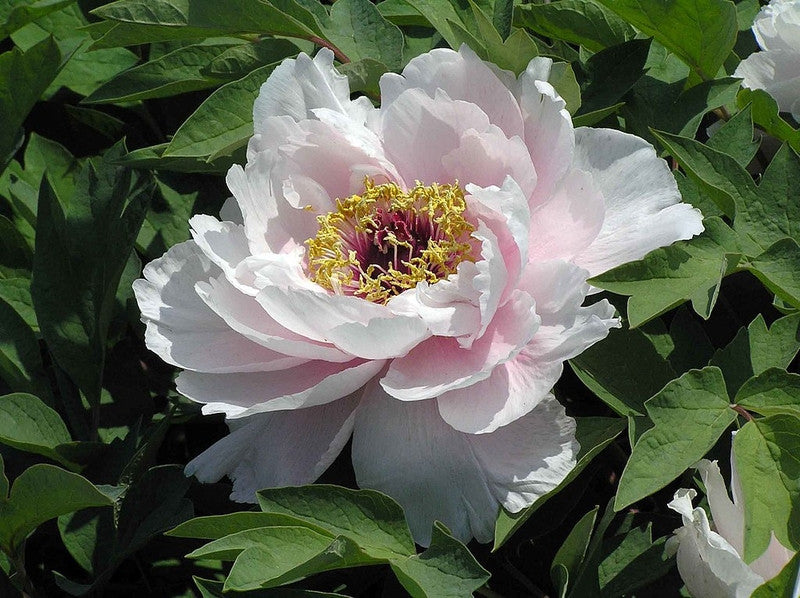 Paeonia suffruticosa in soorten