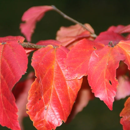 Parrotia persica