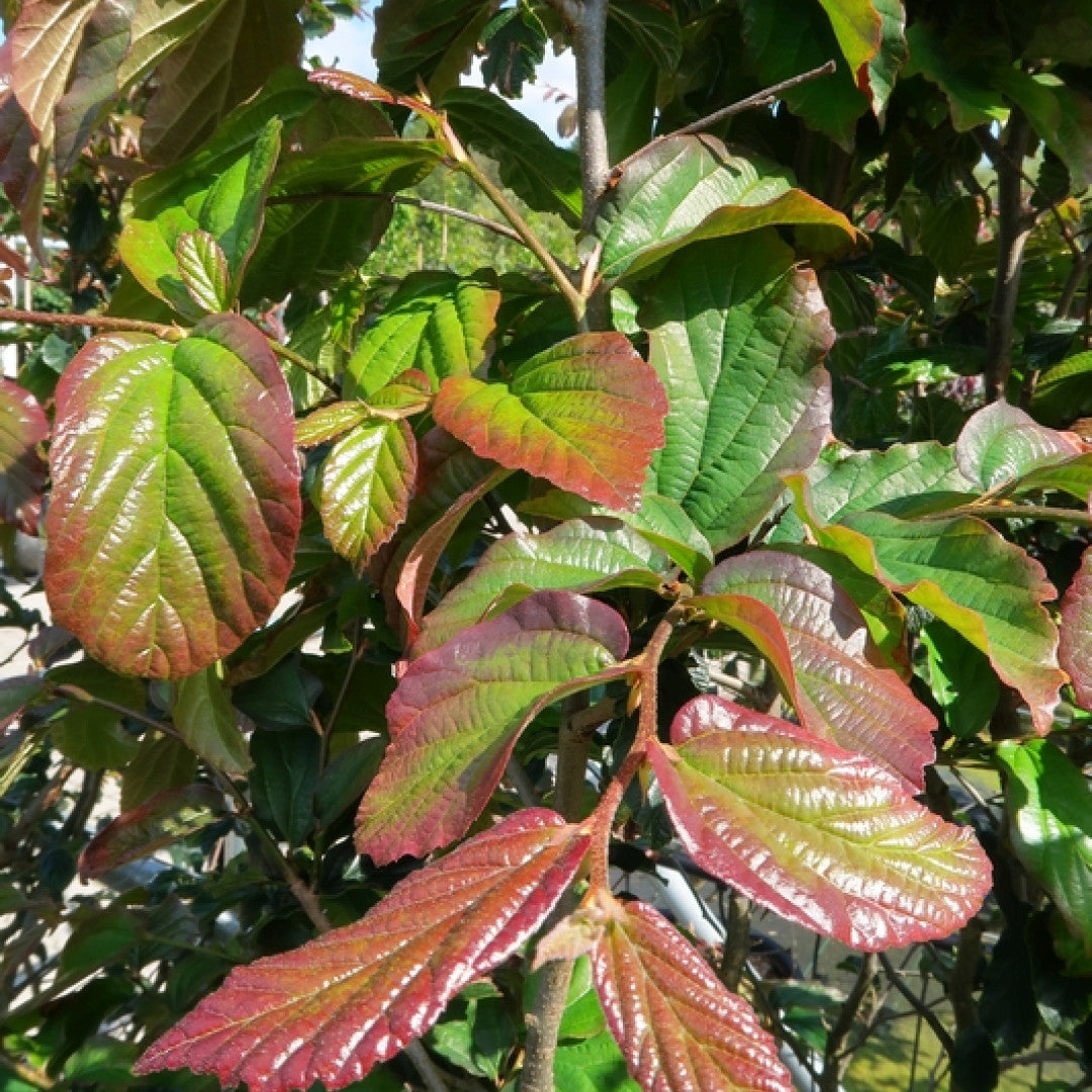 Parrotia persica 'Bella'