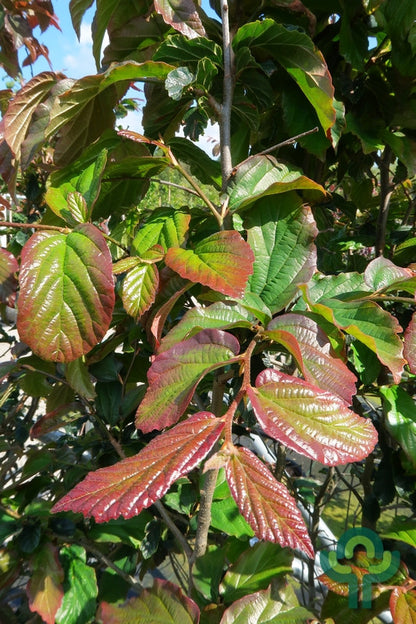 Parrotia persica 'Bella'
