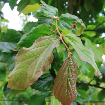 Parrotia persica 'Vanessa'