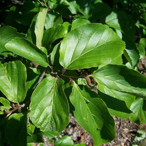 Parrotia persica
