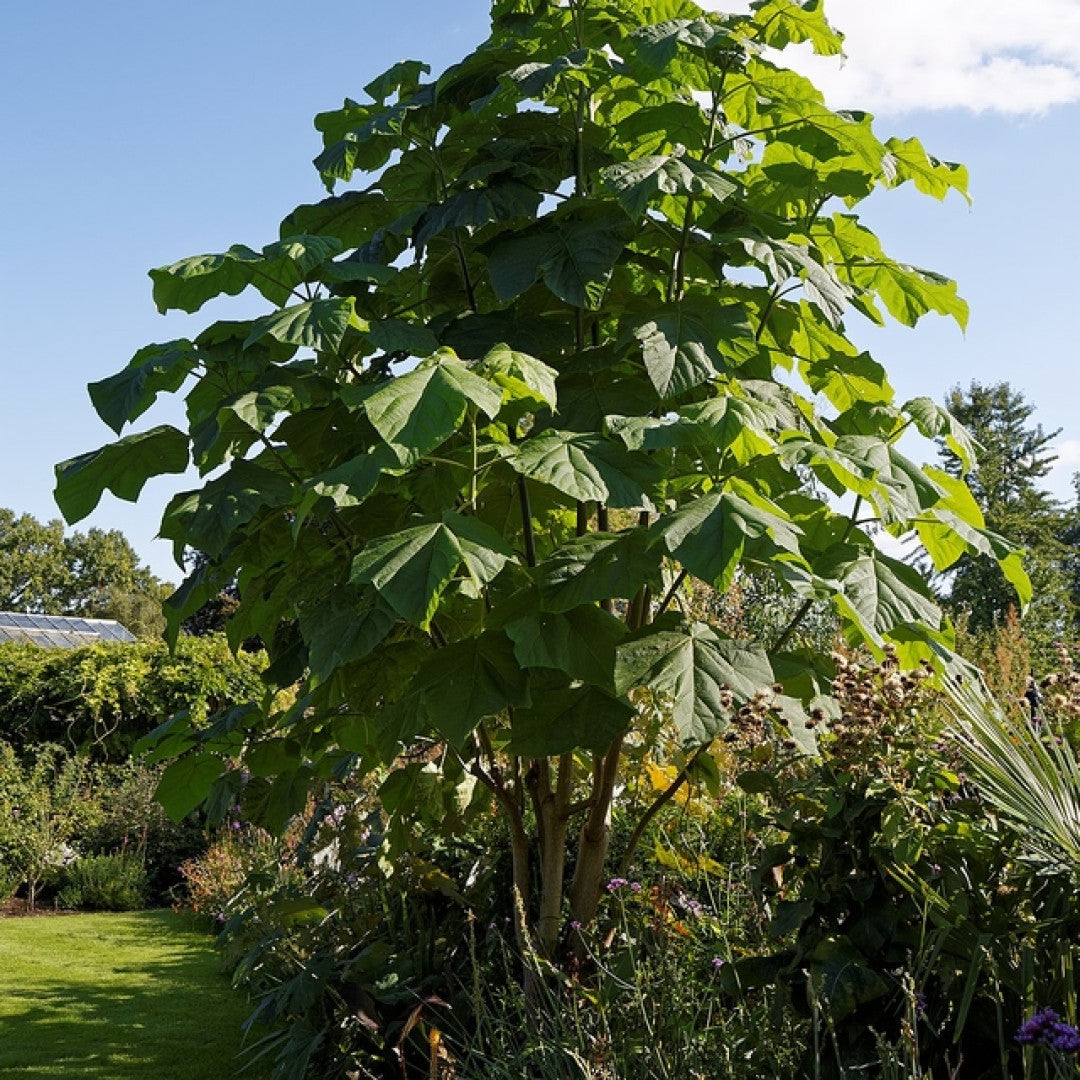 Paulownia tomentosa