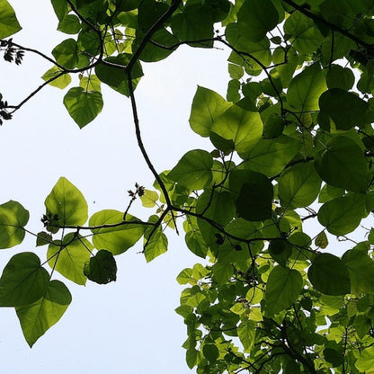 Paulownia tomentosa