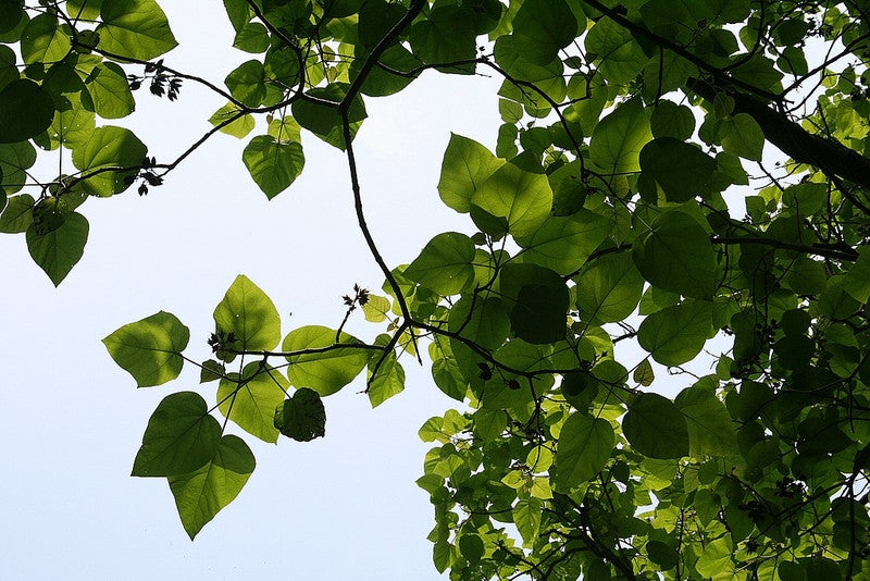 Paulownia tomentosa