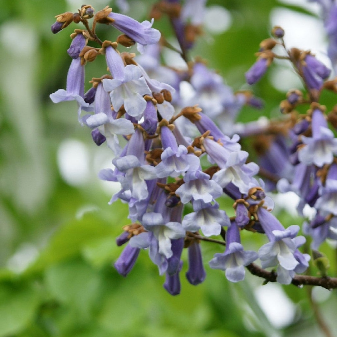 Paulownia tomentosa