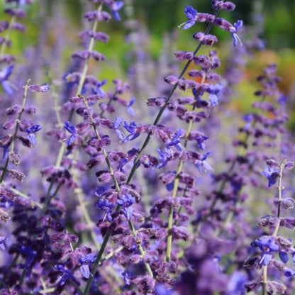 Perovskia atriplicifolia 'Blue Spire'