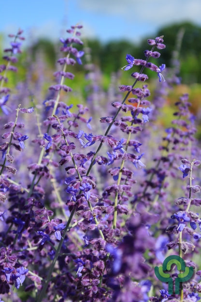 Perovskia atriplicifolia 'Blue Spire'