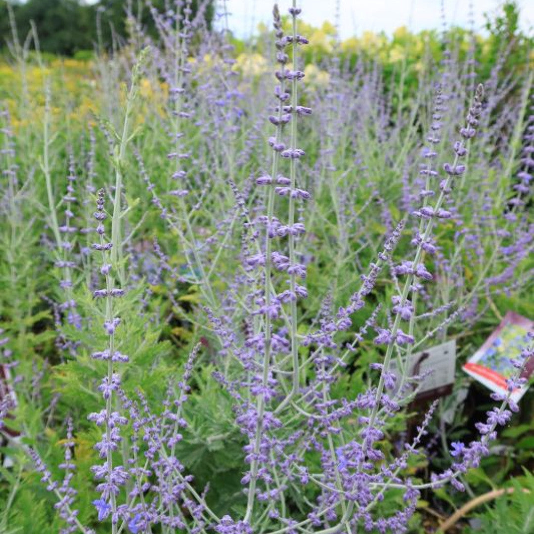 Perovskia atriplicifolia 'Blue Spire'
