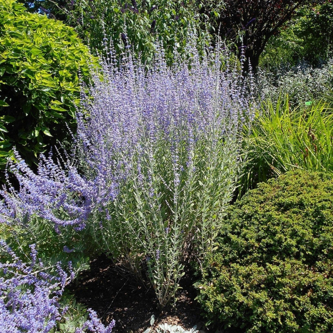 Perovskia atriplicifolia 'Little Spire'