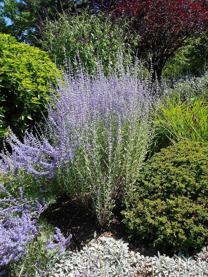 Perovskia atriplicifolia 'Little Spire'