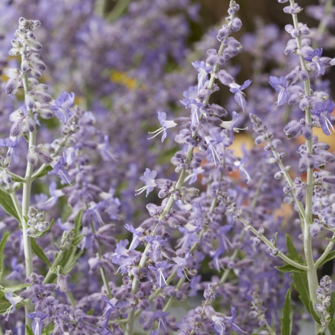 Perovskia atriplicifolia Lacey Blue