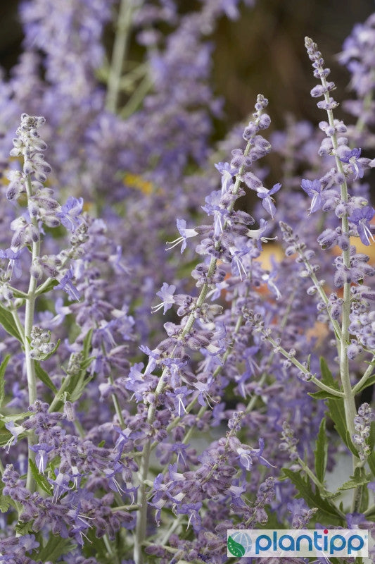 Perovskia atriplicifolia Lacey Blue