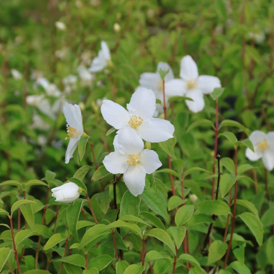 Philadelphus 'Silberregen'