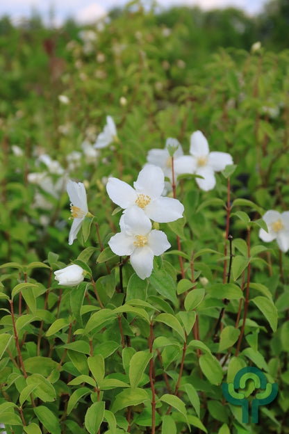 Philadelphus 'Silberregen'