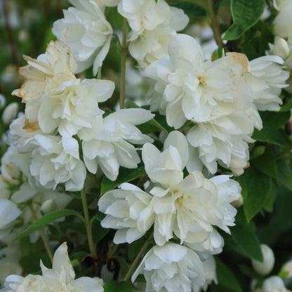 Philadelphus 'Snowbelle'