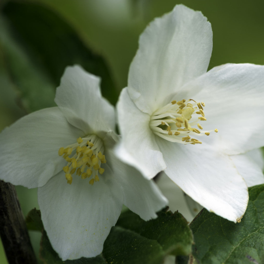 Philadelphus 'Starbright' ®