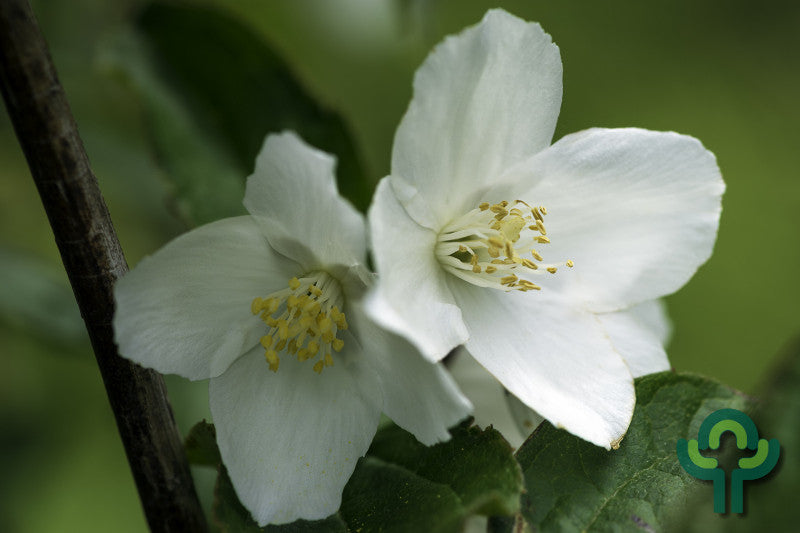 Philadelphus 'Starbright' ®