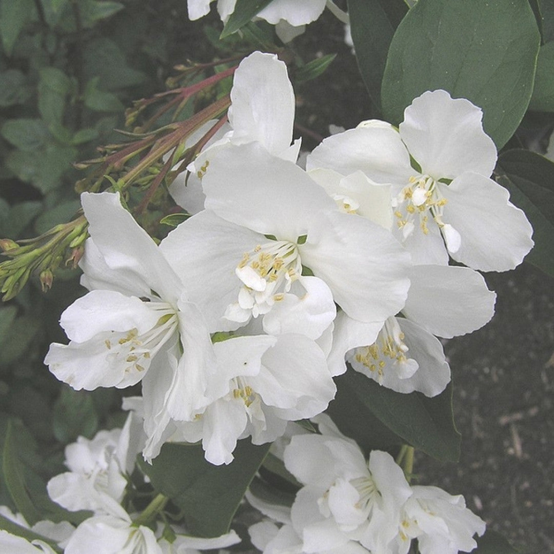 Philadelphus 'Dame Blanche'