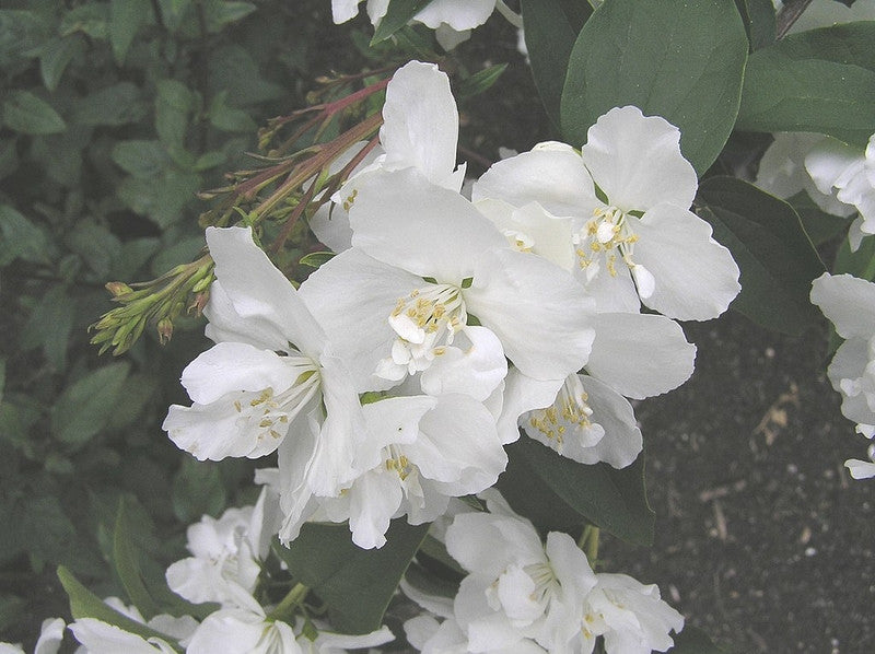 Philadelphus 'Dame Blanche'