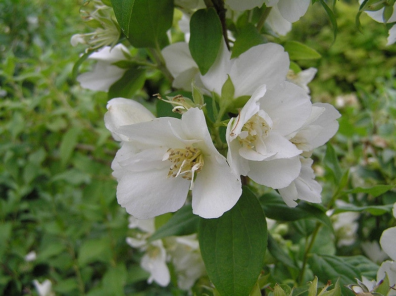 Philadelphus 'Manteau d´Hermine'
