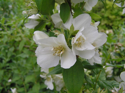 Philadelphus 'Manteau d´Hermine'
