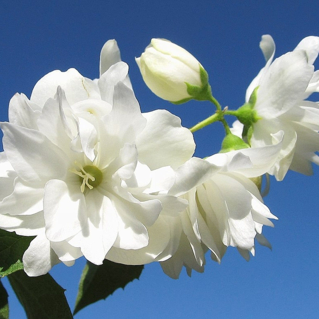 Philadelphus 'Snowbelle'