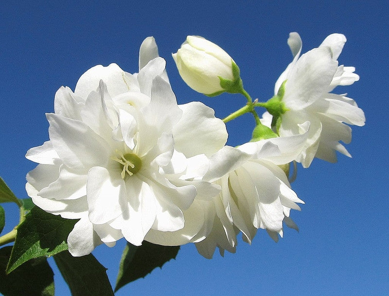 Philadelphus 'Snowbelle'