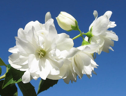 Philadelphus 'Snowbelle'