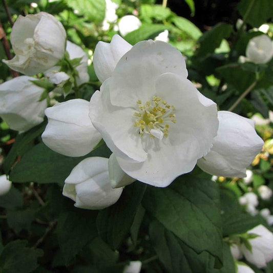 Philadelphus 'Virginal'