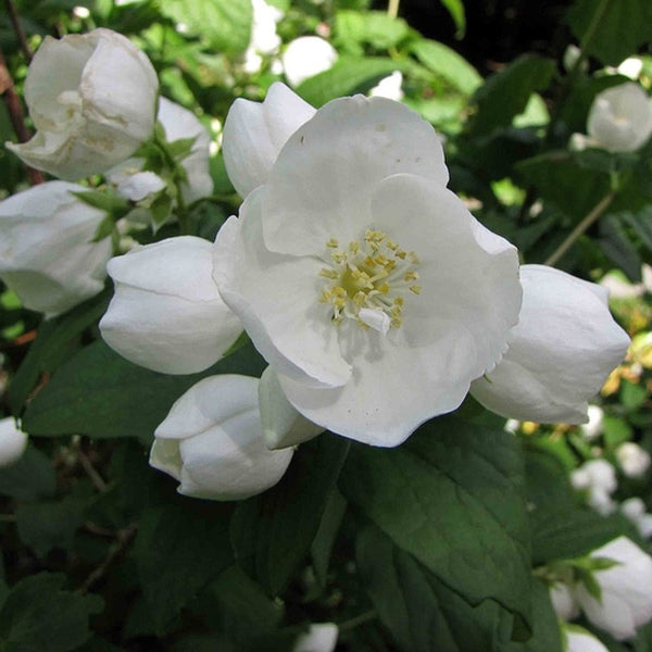 Philadelphus 'Virginal'