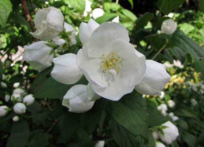 Philadelphus 'Virginal'