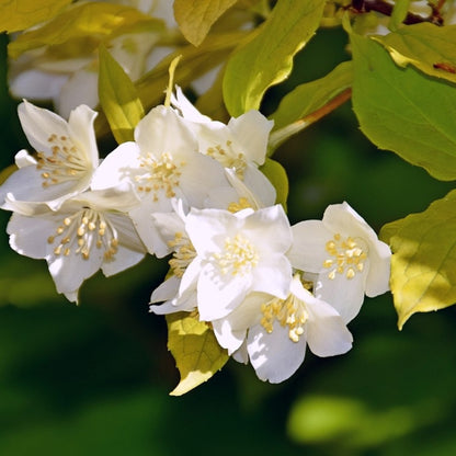 Philadelphus coronarius 'Aureus'