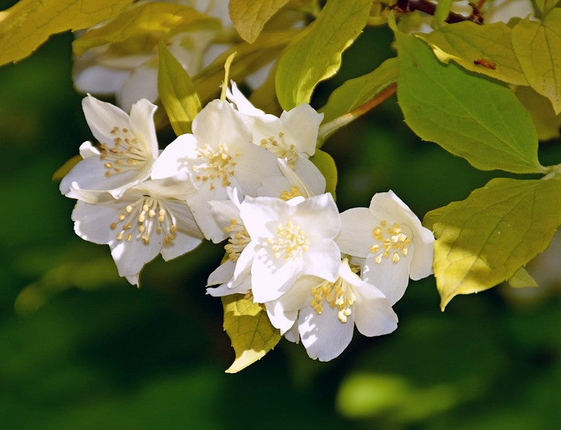 Philadelphus coronarius 'Aureus'