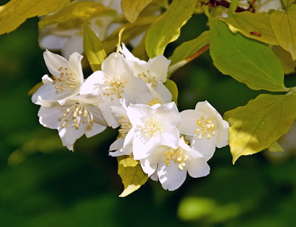 Philadelphus coronarius 'Aureus'