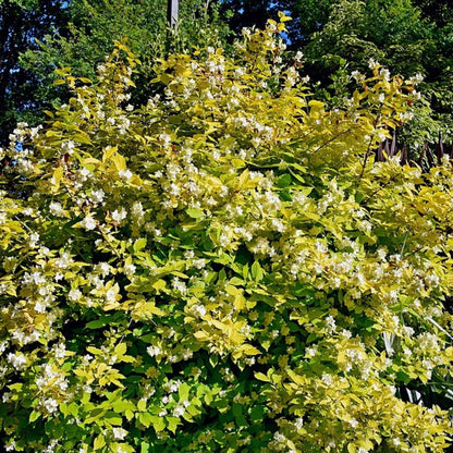 Philadelphus coronarius 'Aureus'