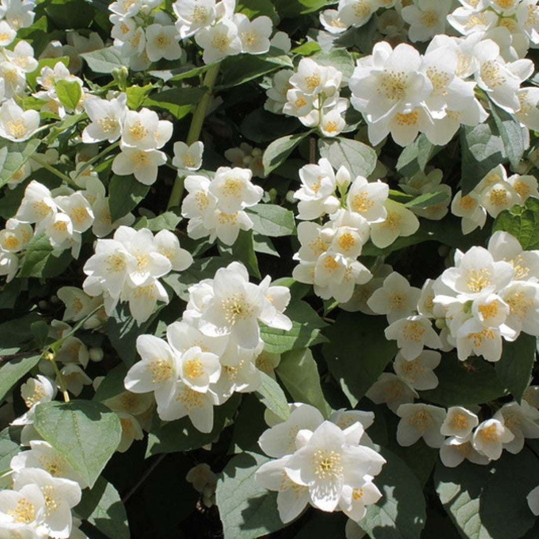 Philadelphus coronarius