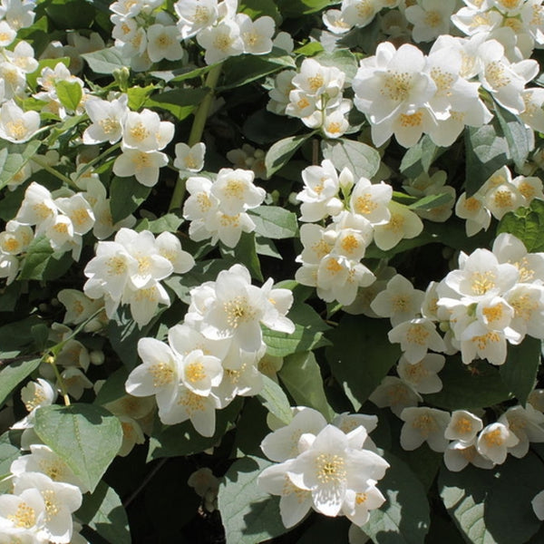 Philadelphus coronarius
