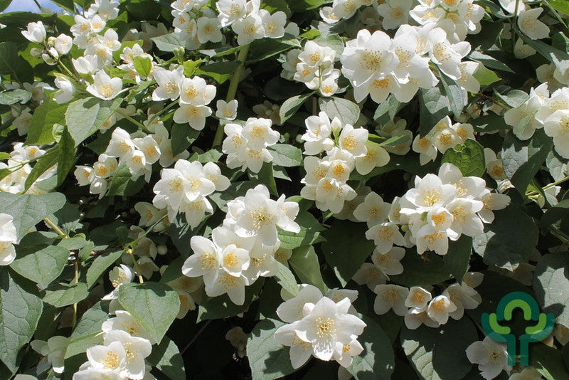 Philadelphus coronarius
