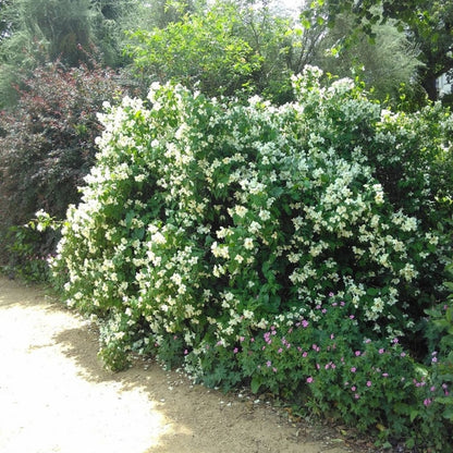 Philadelphus coronarius